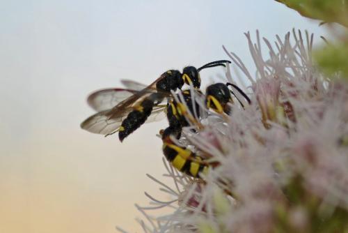 Réf. 236 609 : Cerceris rybyensis